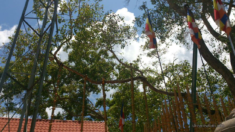 Jaya Sri Maha Bohdi Jaya Sri Maha Bohdi