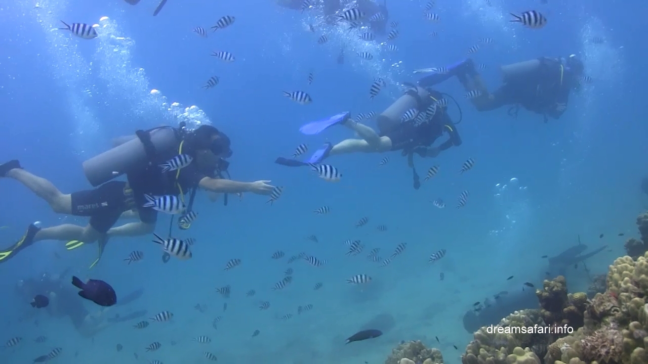 /uploads/2015/10/divers_n_fishes.jpg