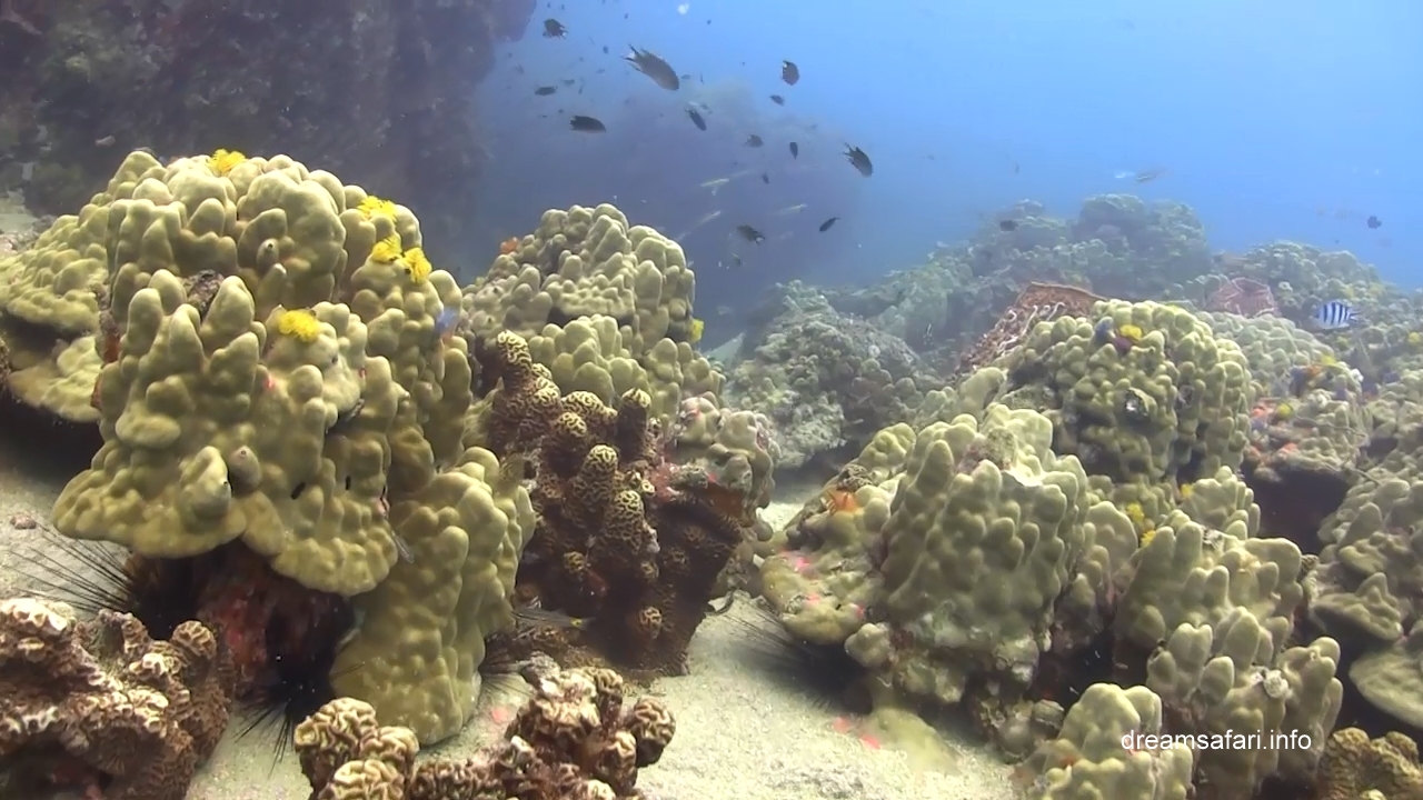 /uploads/2015/10/underwater.jpg