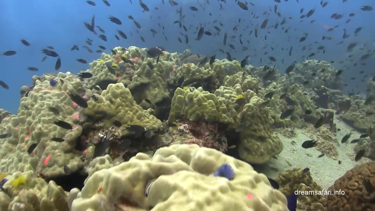 /uploads/2015/10/underwater2.jpg