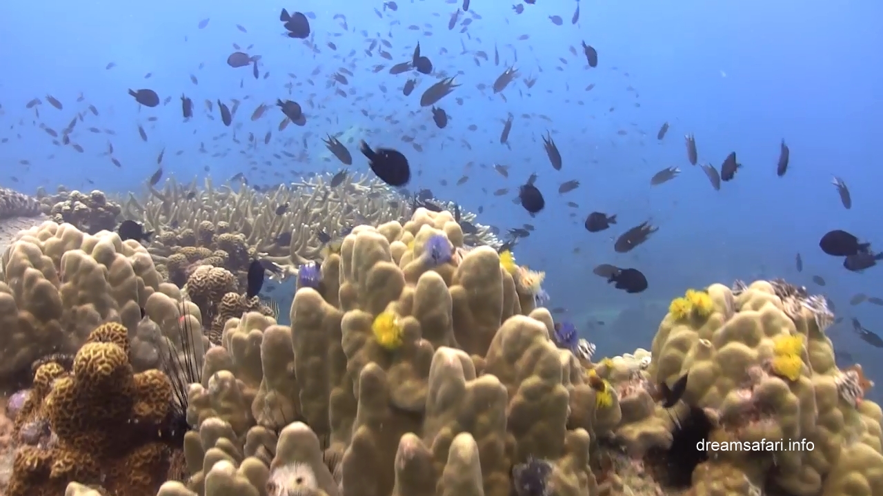 /uploads/2015/10/underwater3.jpg