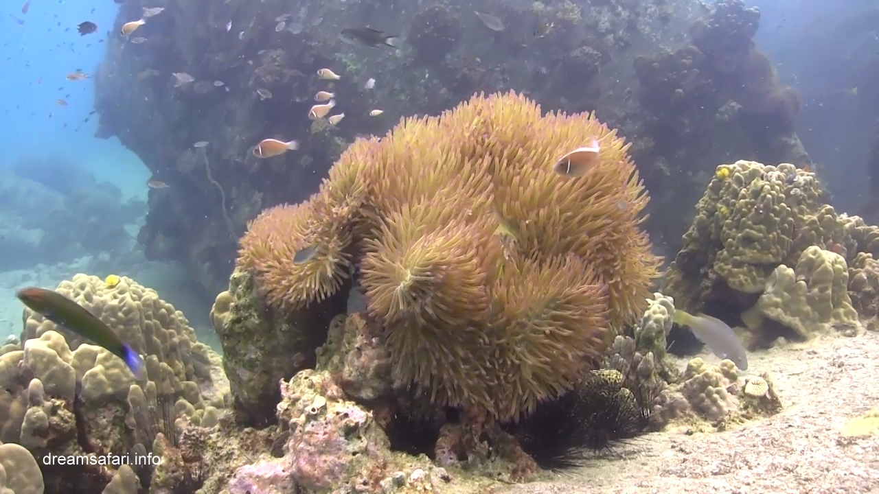/uploads/2015/10/underwater4.jpg