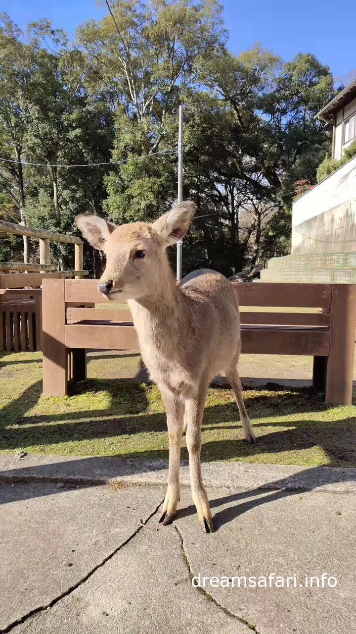 大眼萌鹿