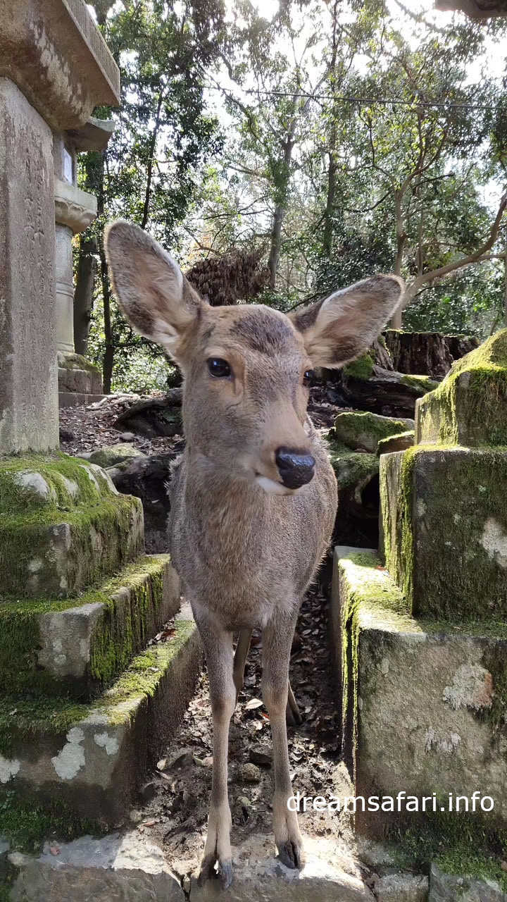 大眼萌鹿