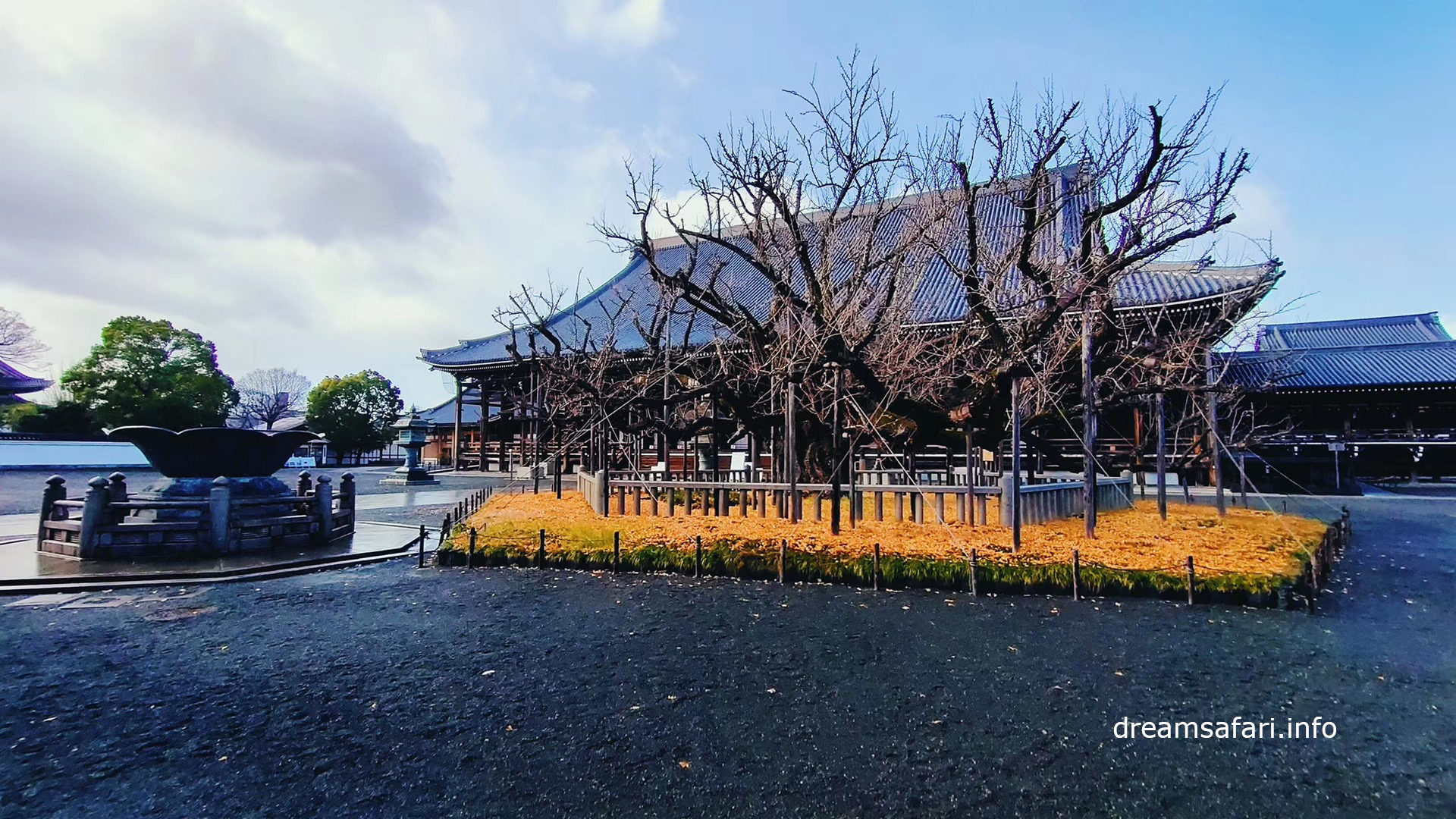 西本愿寺-银杏 西本愿寺-银杏